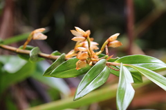 Maxillariinae