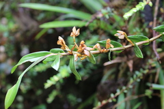 Maxillariinae
