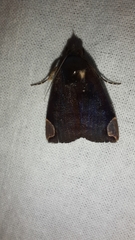 Chrysopera combinans