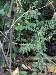 Phyllanthus cochinchinensis