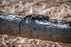 Sceloporus occidentalis becki