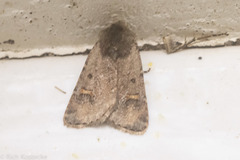 Eucoptocnemis fimbriaris
