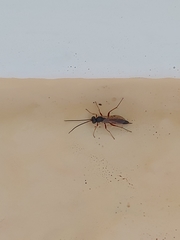 Insecta