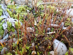 Aloina rigida