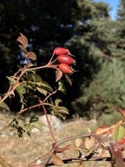 Rosa agrestis