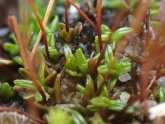Aloina rigida