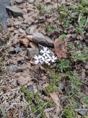 Glandularia parodii