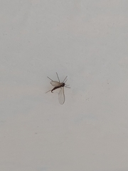 Diptera