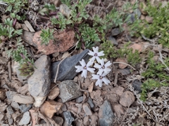 Glandularia parodii