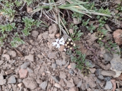 Glandularia parodii