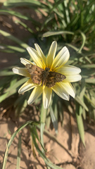 Carcharodus tripolina