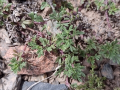 Glandularia parodii