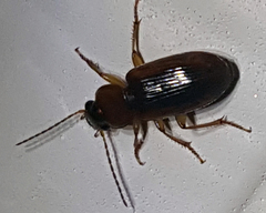 Stenolophus dissimilis