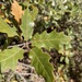 Quercus × morehus - Photo (c) Annie Zell, algunos derechos reservados (CC BY-NC), subido por Annie Zell