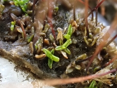 Aloina rigida