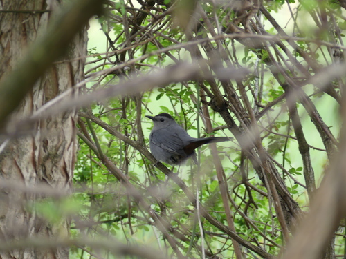 Gray Catbird photographed in West Virginia