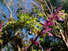 Odontonema callistachyum