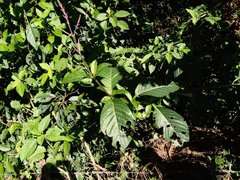Odontonema callistachyum