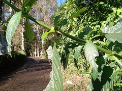 Odontonema callistachyum