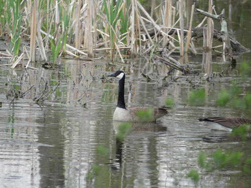 Canada Goose photographed in West Virginia