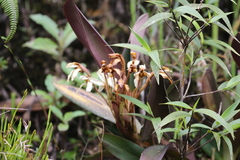 Maxillaria tenebrifolia