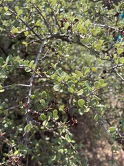 Ceanothus cuneatus ramulosus