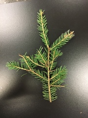Picea glauca