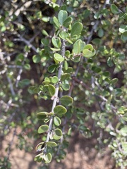 Ceanothus cuneatus ramulosus