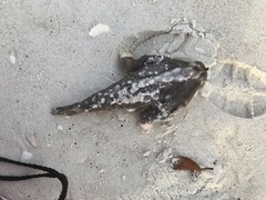 Ogcocephalus cubifrons