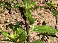 Rhododendron pulchrum phoeniceum
