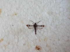 Pyropteron leucomelaenum