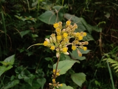 Schistocarpha eupatorioides
