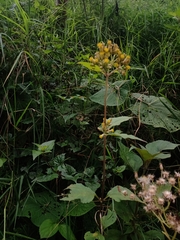 Schistocarpha eupatorioides