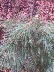 Pinus strobus