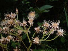 Schistocarpha eupatorioides