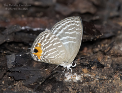 Jamides alecto ageladas