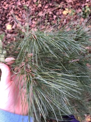 Pinus strobus