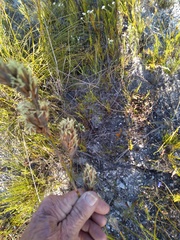 Thamnochortus fruticosus