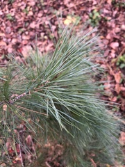 Pinus strobus