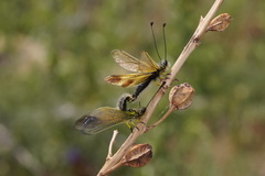 Libelloides ictericus