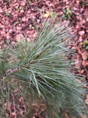 Pinus strobus