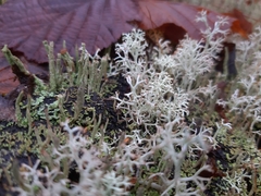 Cladonia