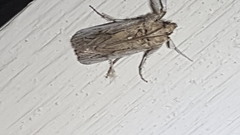 Melitara subumbrella