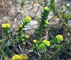Crassula subulata fastigiata