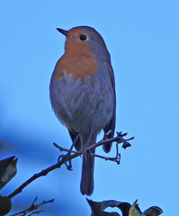 Erithacus rubecula