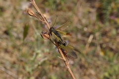 Libelloides ictericus