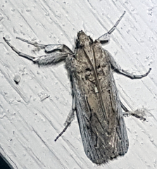 Melitara subumbrella