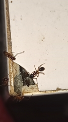Formicidae