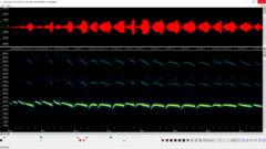 Lasiurus intermedius