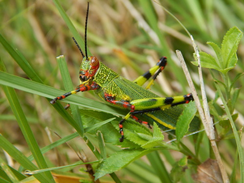 Zoniopoda tarsata